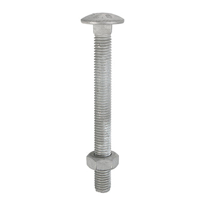 TIMCO Carriage Bolts DIN603 & Hex Full Nuts DIN934 Hot Dipped Galvanised - M8 x 100 (50pcs)